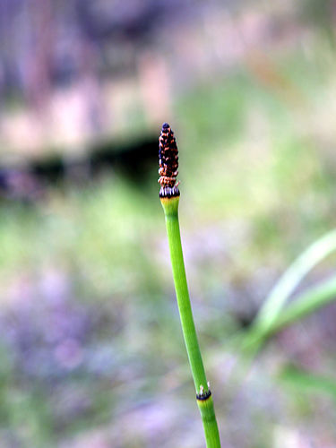 Equisetum laevigatum